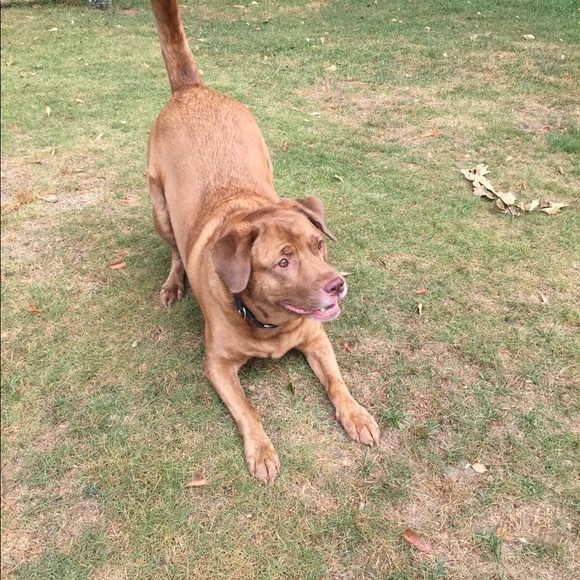 Meet your Posher, Laura - Picture 3 of 3